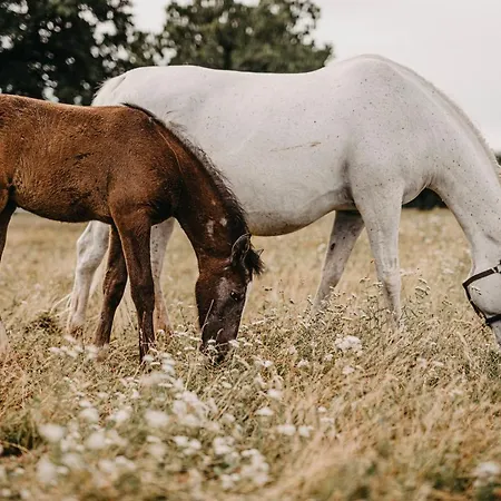 Hotel Maestoso - Lipica