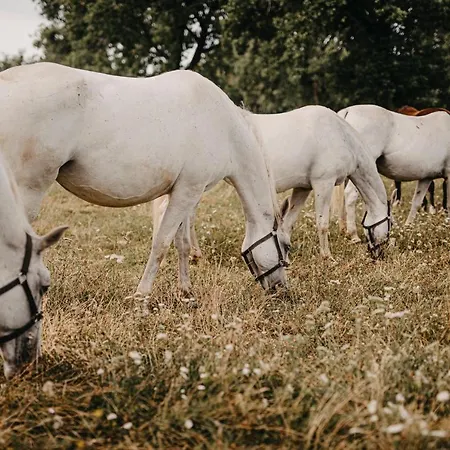 Maestoso - Lipica 4* Sezana