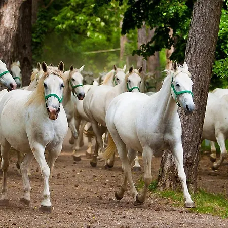 Maestoso - Lipica Hotel 4*