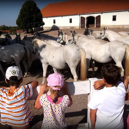 Maestoso - Lipica Sezana