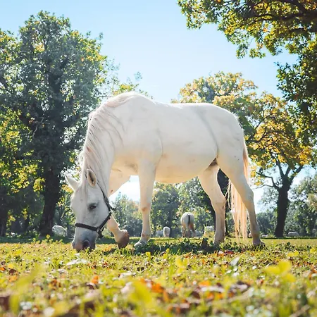 Maestoso - Lipica Sezana