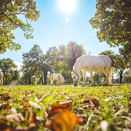 Hotel Maestoso - Lipica 4*