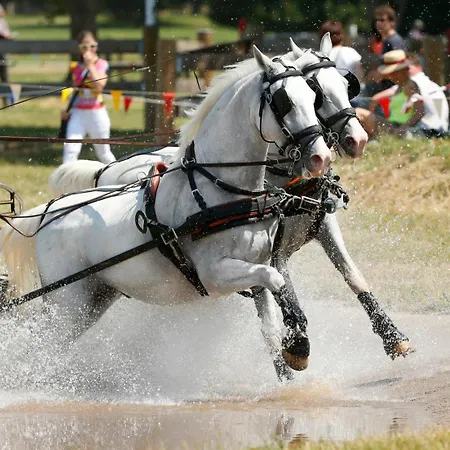 Maestoso - Lipica Hotel 4*