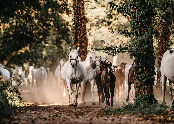 Hotel Maestoso - Lipica