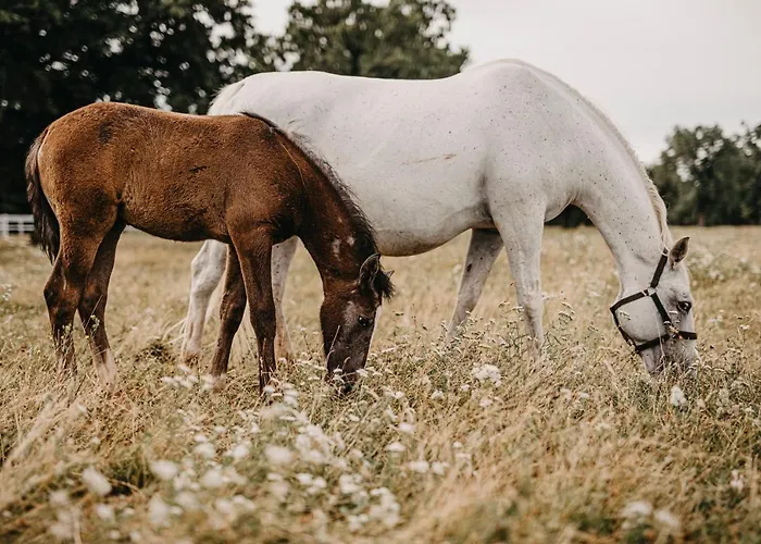 Hotel Maestoso - Lipica