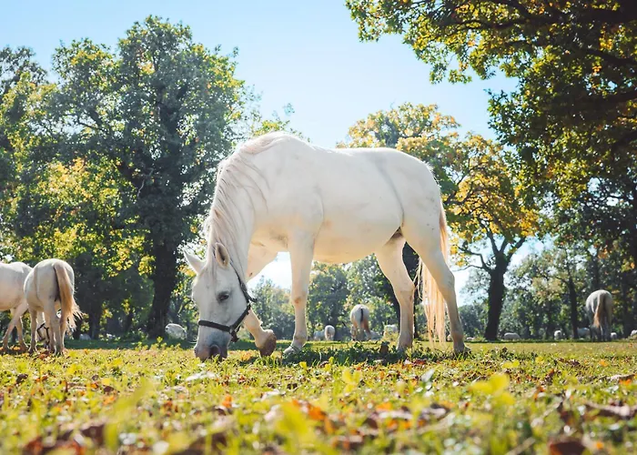 Maestoso - Lipica Sežana