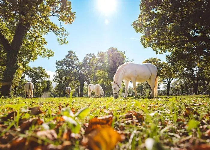 Hotel Maestoso - Lipica 4*